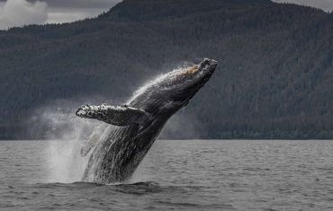 Humpback Whale breaches in the Great Bear Rainforest