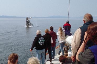 Whale Watching from Boat