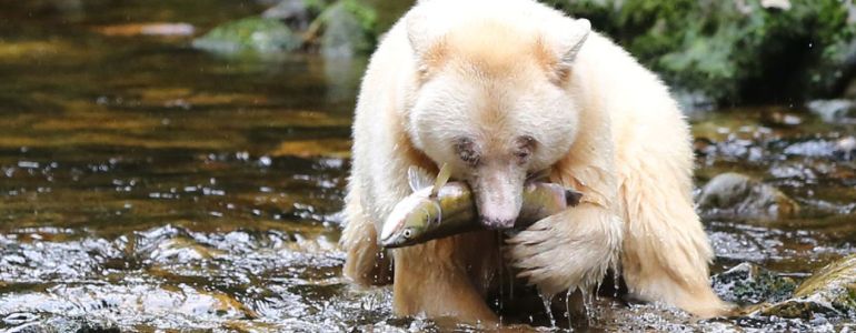 Spirit Bear as seen on the Great Bear Rainforeat Tour